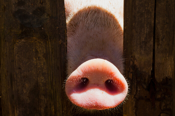 Schwein steckt Nase durch Zaun