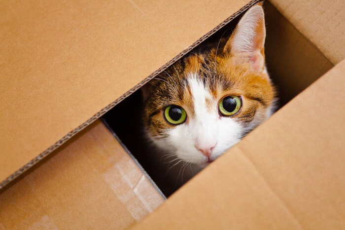 Katze im Paket