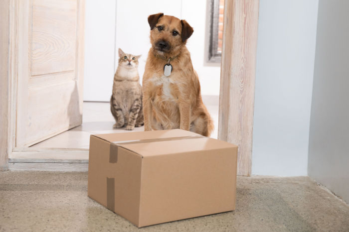 Hund und Katze mit Paket